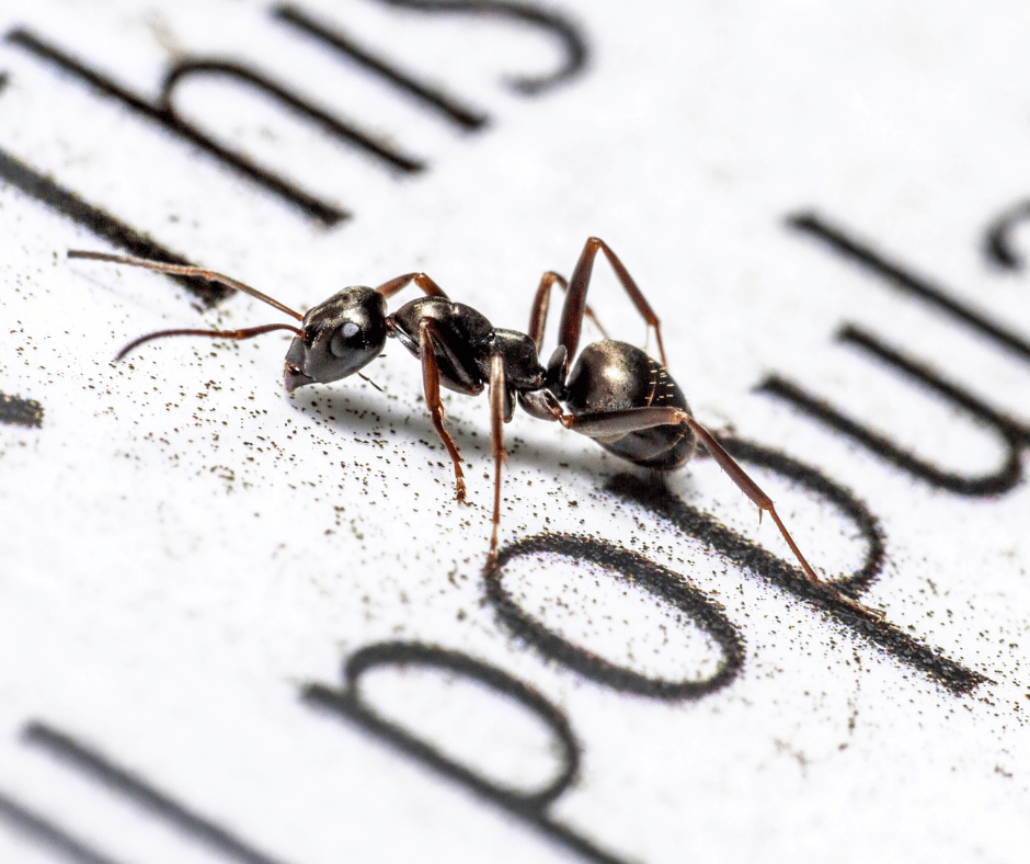 How to Get Rid of Sugar Ants